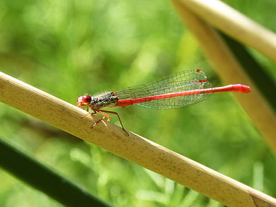 แมลงปอสีแดง, แมลงปอ, ลำต้น, สภาพแวดล้อมทางน้ำ, damselfly, oxyagrion terminale