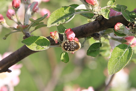 pomme, coléoptères, fleurs, les pollinisateurs, pollinisation, insectes, plantes