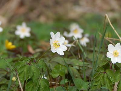 kevadel, õis, Bloom, valge, lill, Anemone, alguses bloomer