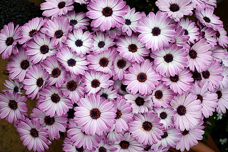 flowers, garden, nature, petal, white, purple, flower