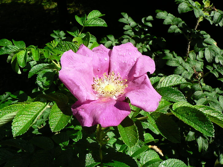 Apple rose, kukka, nousi, Blossom, Bloom, sadepisara