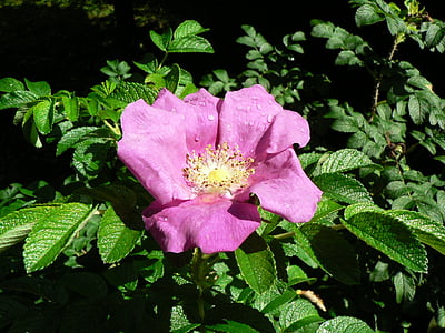 Apple rose, Hoa, Hoa hồng, Blossom, nở hoa, giọt nước mưa