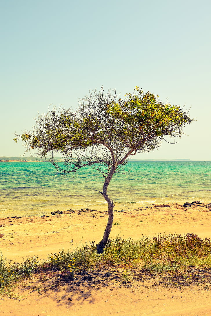 Cypr, Potamos liopetri, drzewo, Plaża, morze, krajobraz, dekoracje