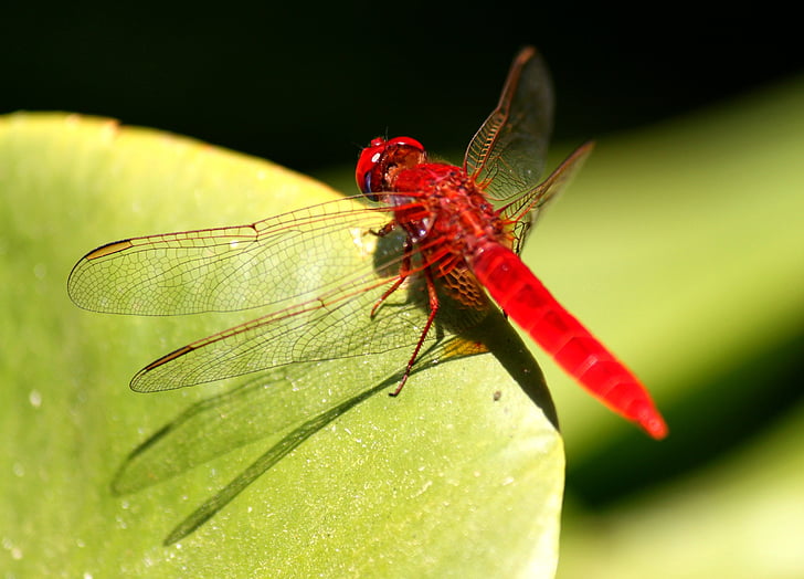 dragonfly, insect, red