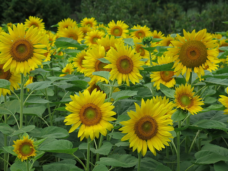 слънчогледи, цветя, жълто, поле
