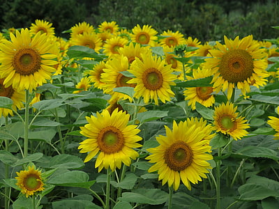 sunflowers, flowers, yellow, field