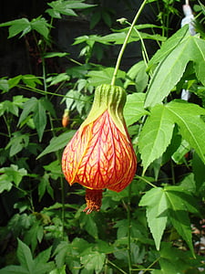 bell flower, plants, garden, nature, red, orange, leaves
