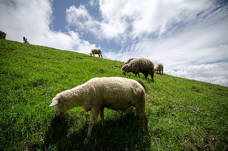 kudde schapen, schapen, dieren, platteland, schapenboerderij, vee, Cloud - sky