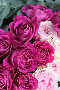 blomst, blomst fotografering, roser, hage roser, rosa, rosa roser, David austin roser