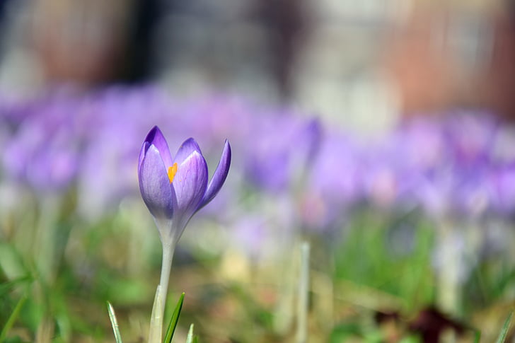 krokas, pavasarį, violetinė, gėlė, pieva, Gamta, metų laiku