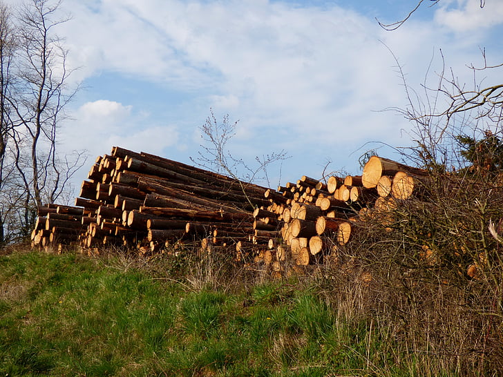 troncos, madera, bosque, serrada