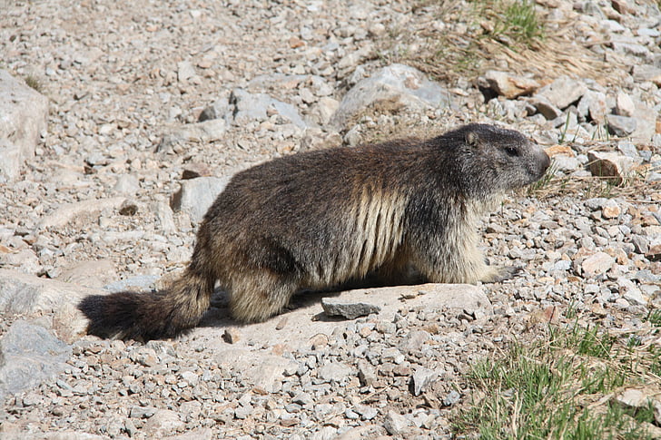 Marmot, Alpit, Alpine marmot, eläinten, luonnonvaraisten eläinten