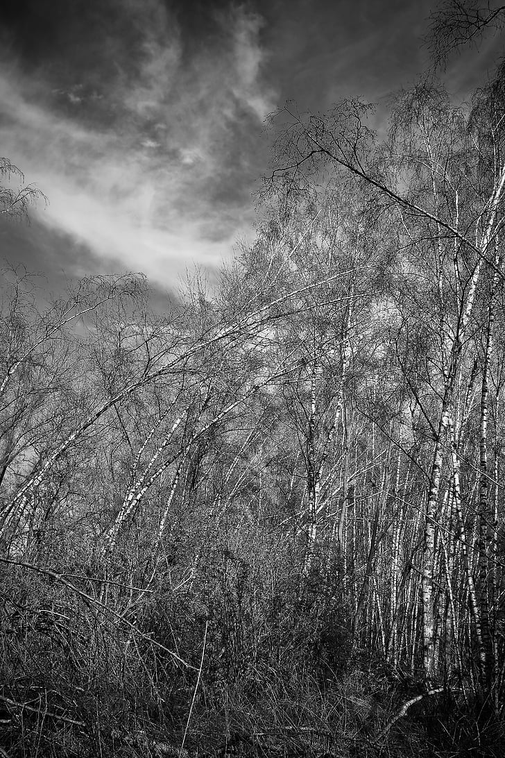 pemandangan, Meadowlands, pohon, Birch, cabang-cabang yang telanjang, suasana hati, langit