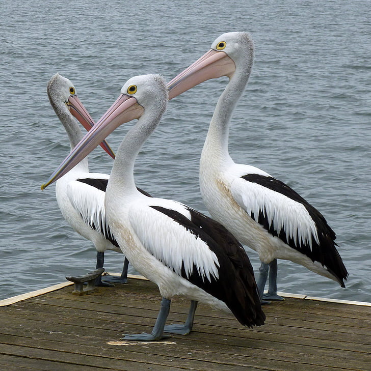 Pelikanai, Australijos pelikanas, pelikanas, Pelecanus conspicillatus, Australija, Gamta, paukštis