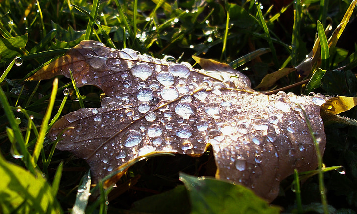 leaf, dewdrop, dew, drop, rain