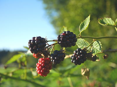 BlackBerry, naturaleza, verde, azul, frutas, verano, fruta