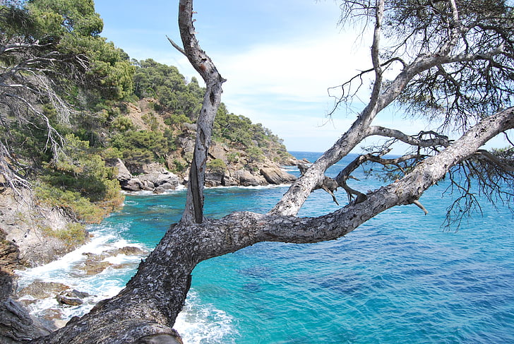 havet, träd, Azure blue, Corniche, Azure, naturen, Visa