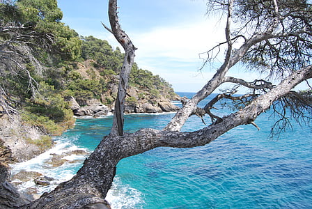 tenger, fa, Azure blue, Corniche, Azure, természet, nézet