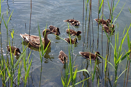 ducks, family, chicks, young animals, waterfowl, small, cute