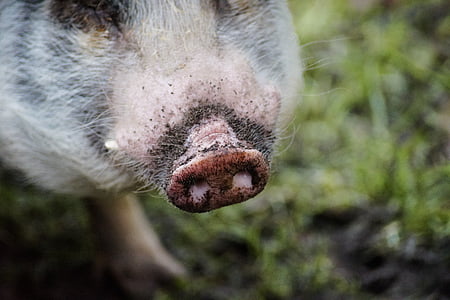 cerdo, nariz, rosa, cerdo, agricultura, probóscide, animal