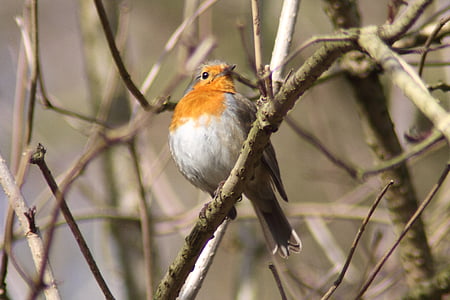 Robin, uccello, animali, primavera, specie, Songbird, natura