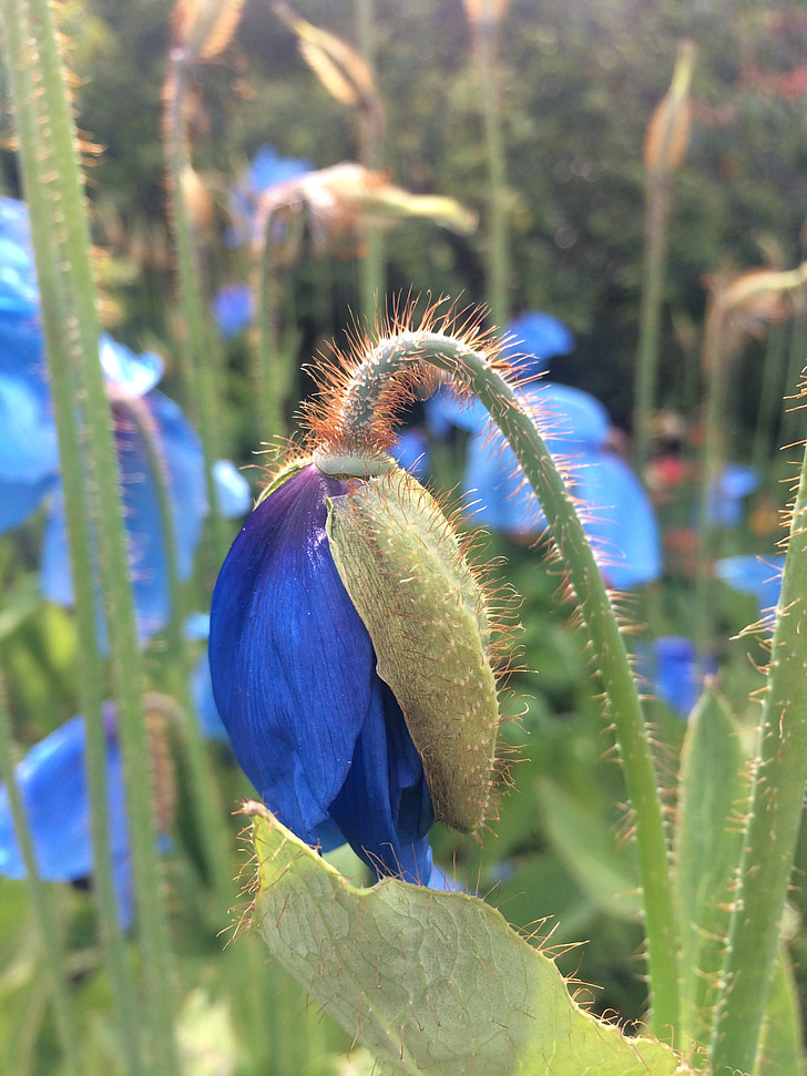 Himalaya blue poppy, Mohn, Papaver, Blau, Himalaya, Blume, Flora
