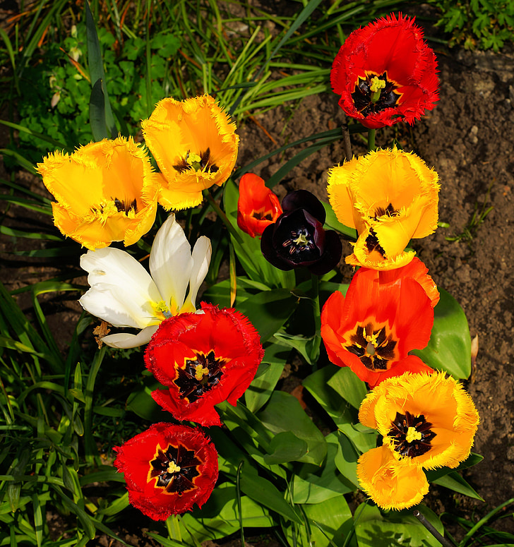ziedi, tulpes, bārkstīm apdarinātiem tulpes, krāsains, Pavasaris, augu, dažādu krāsu