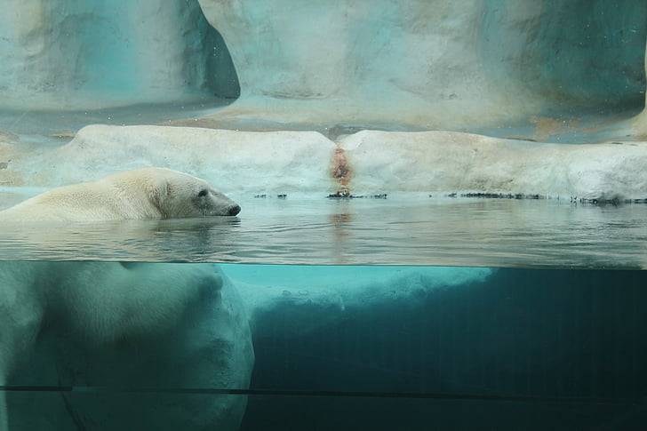 мечка, Арктика, Зоологическа градина, полярна мечка, животните, бозайник, природата