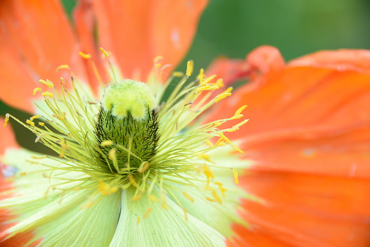 flower, macro, nature, garden