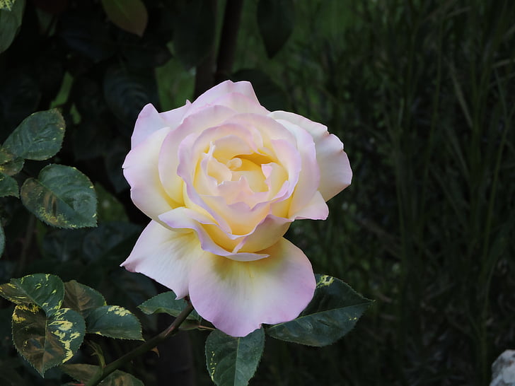 Rosa, trädgård, våren, blommor, naturen, fältet