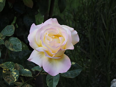 Rosa, vrt, proljeće, cvijeće, priroda, polje