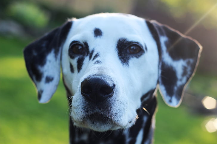 Dalmatiens, chien, animal, tête, portrait animaux, chien de race, noir et blanc
