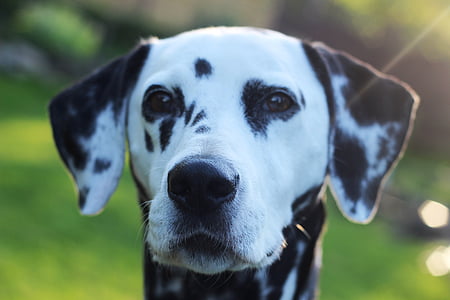 Dalmatians, anjing, hewan, kepala, hewan potret, berkembang biak anjing, hitam dan putih