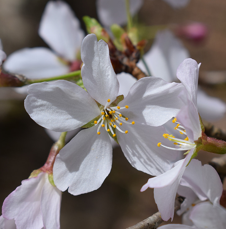 close-up cirerers en flor, cirerer, cirera, arbre, flor, flor, flor