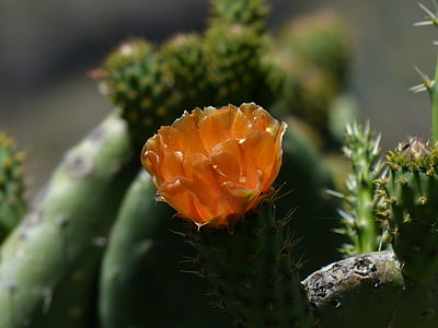 flor, flor, cactus, taronja, filziger Figuera, Figuera, Opuntia