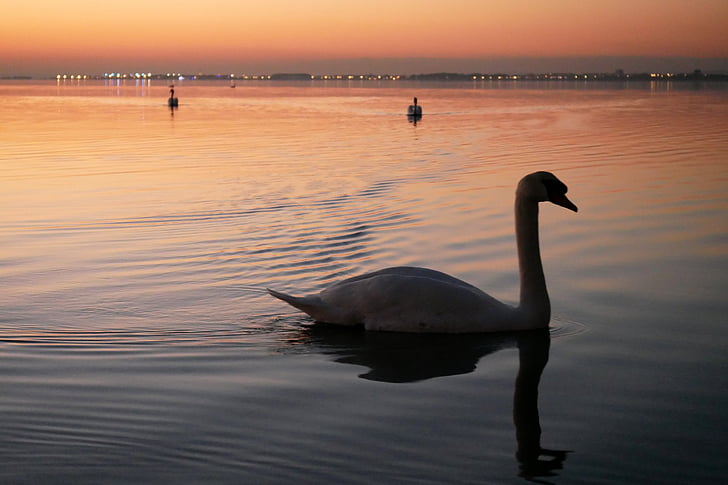 Swan, dammen, kvällen
