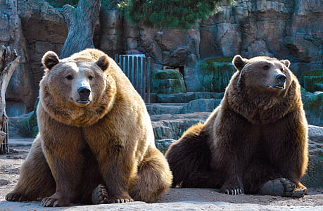 ursos, casal, natureza, animais, fauna