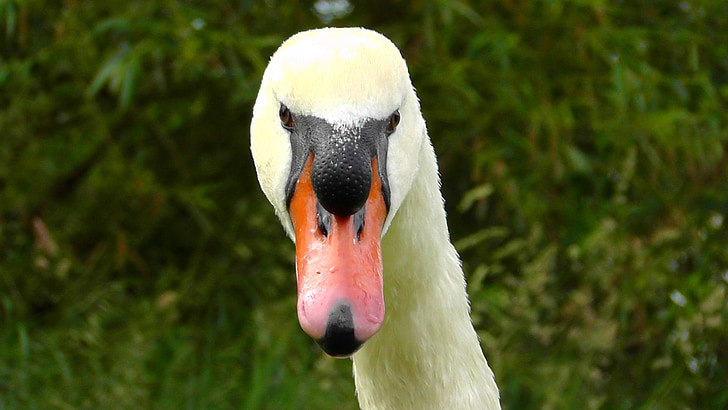 swan head, swan, view, close, bill, bird, birds