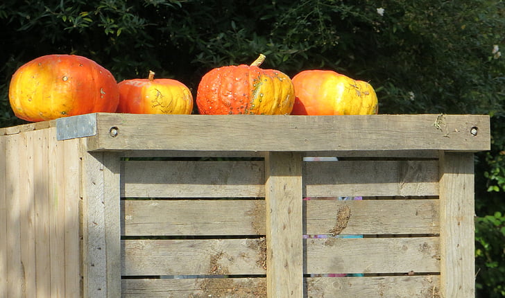 pumpkins, autumn, fruits, time of year, color, autumn colours, nature
