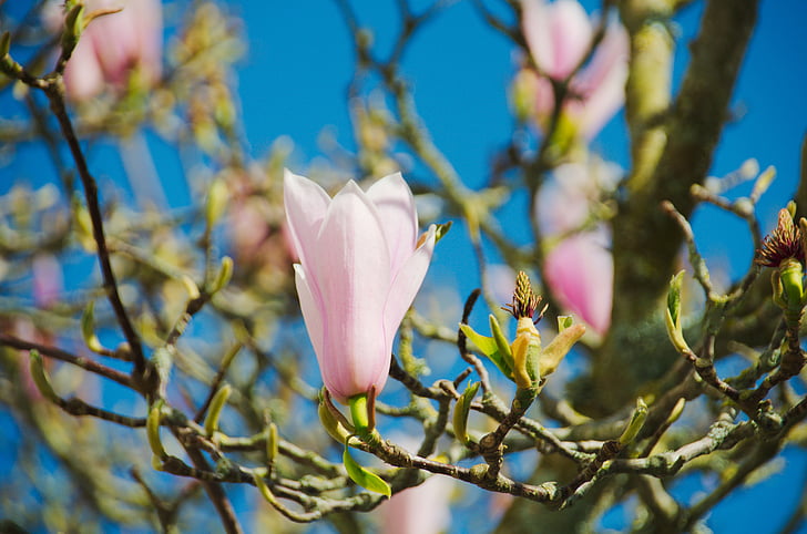 magnolias, fleur, nature, arbre, floraison, botanique, plante
