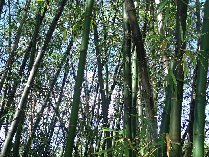 bambus, planter, japansk, haven, Japan, træ, udendørs