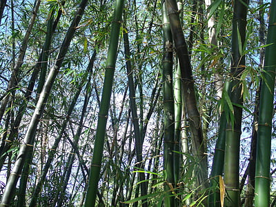 bambusa, augi, Japāņu, dārza, Japāna, koks, āra
