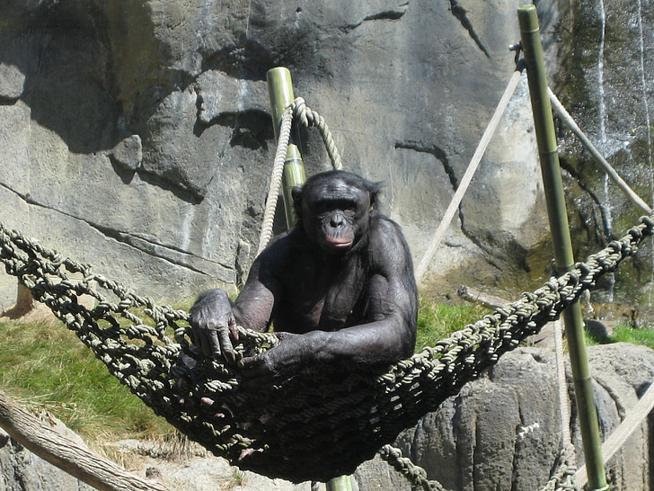 ape, animal, zoo, monkey, chimpanzee