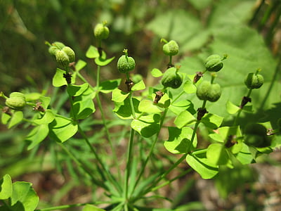 Euphorbia seguieriana, euphorbe ésule, fleurs sauvages, flore, botanique, plante, Inflorescence :
