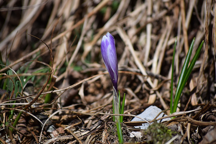 spring, nature, flower, spring flowers, flowers, flora