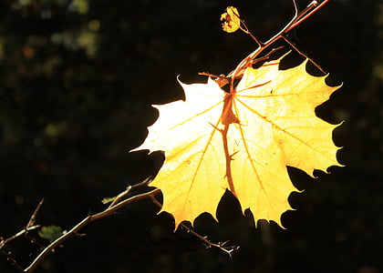 list, podzim, zadní světlo, žlutá, podzimní nálada