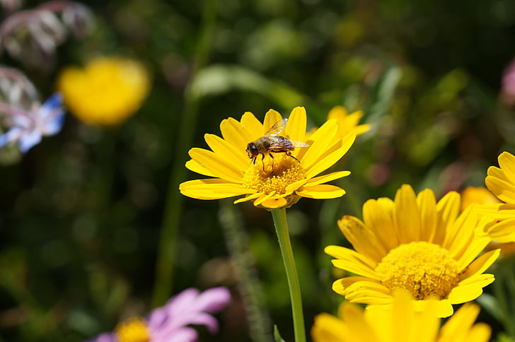 λουλούδια, Κίτρινο, φύση, μύγα, μακροεντολή, Hoverfly, άνθος