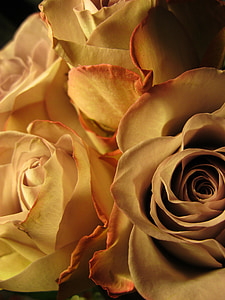 Rose, vrtnice cvet, cvet, cvet, cvet, dišave, čudovito