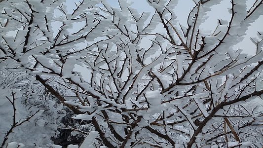 snehu a stromov, sneh na mt, MT winter stromov, zimné, sneh, Príroda, strom