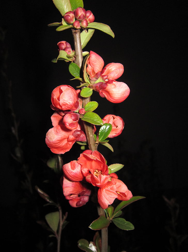 codony ornamental, flor, flor, arbust, branca, floració branqueta, vermell